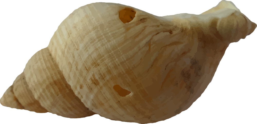 OnlineLabels Clip Art - Sea shell 18